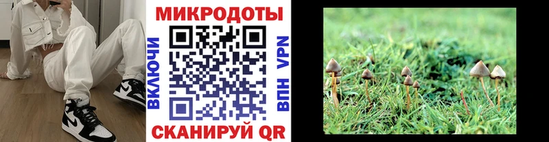 Галлюциногенные грибы Psilocybe  Старая Русса 